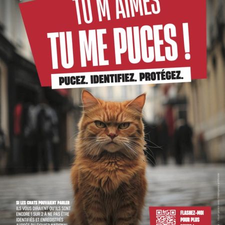 Chats errants, naissances non maîtrisées, animaux non identifiés… Et si on agissait ensemble ?