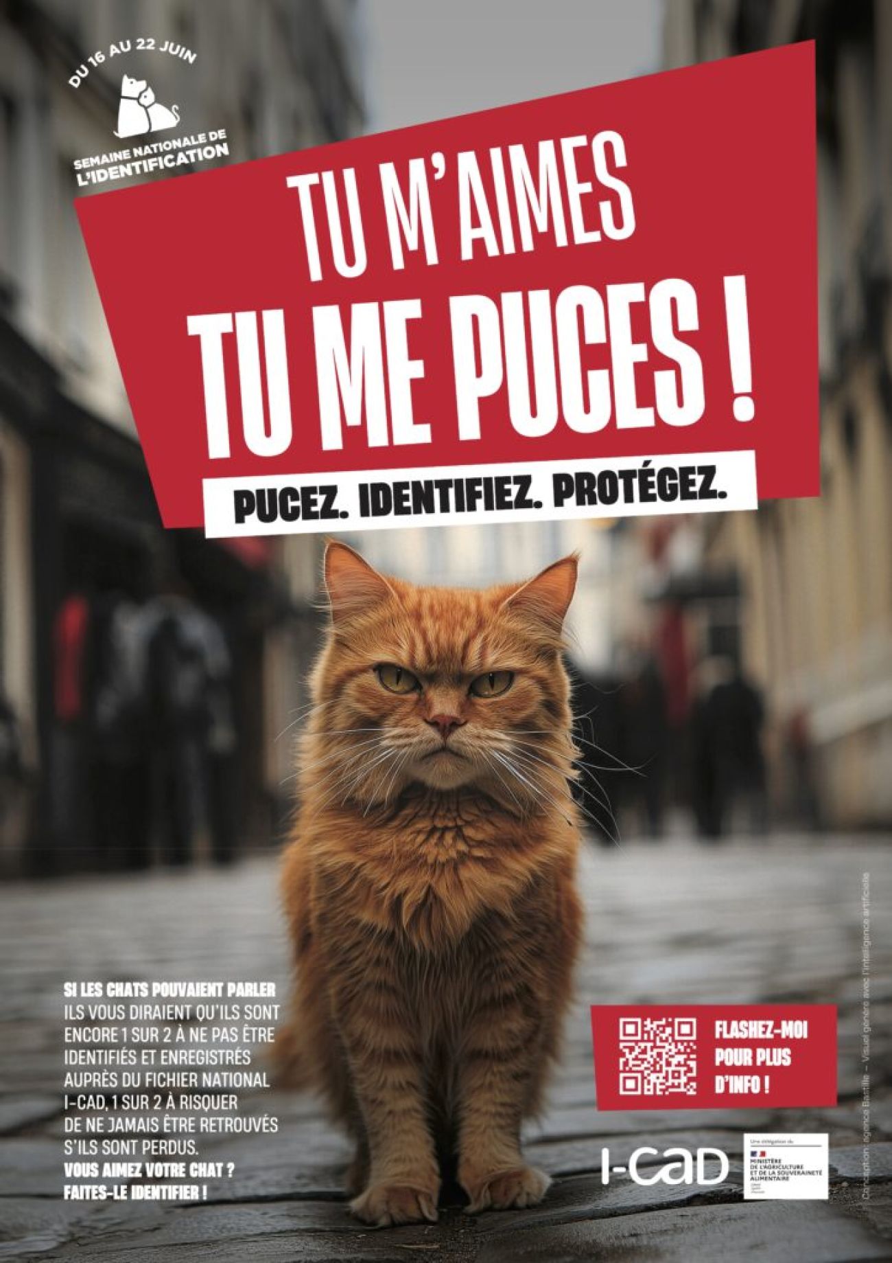 Chats errants, naissances non maîtrisées, animaux non identifiés… Et si on agissait ensemble ?